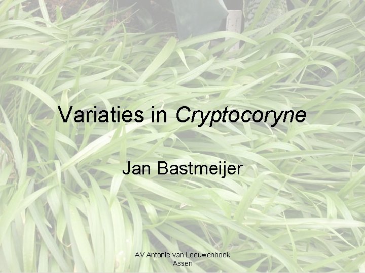 Variaties in Cryptocoryne Jan Bastmeijer AV Antonie van Leeuwenhoek Assen 