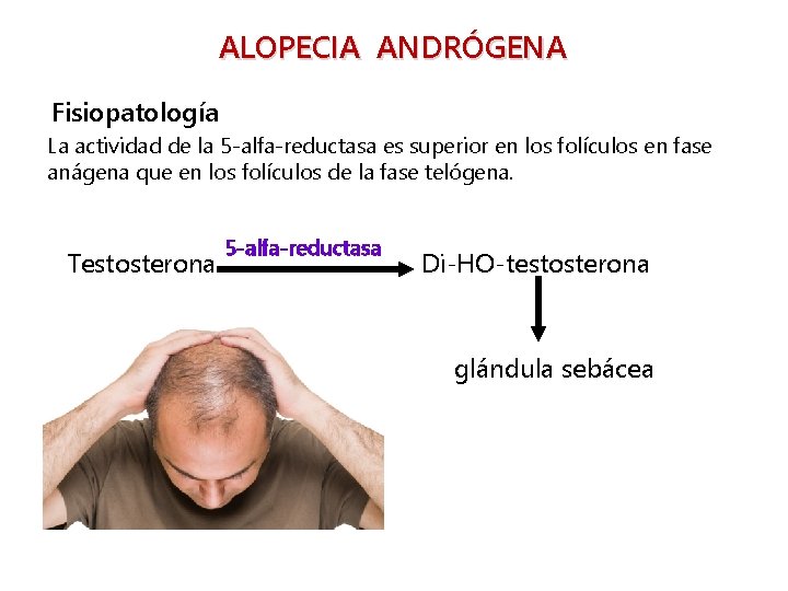 ALOPECIA ANDRÓGENA Fisiopatología La actividad de la 5 -alfa-reductasa es superior en los folículos