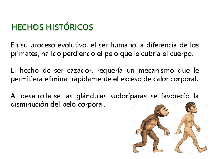 HECHOS HISTÓRICOS En su proceso evolutivo, el ser humano, a diferencia de los primates,