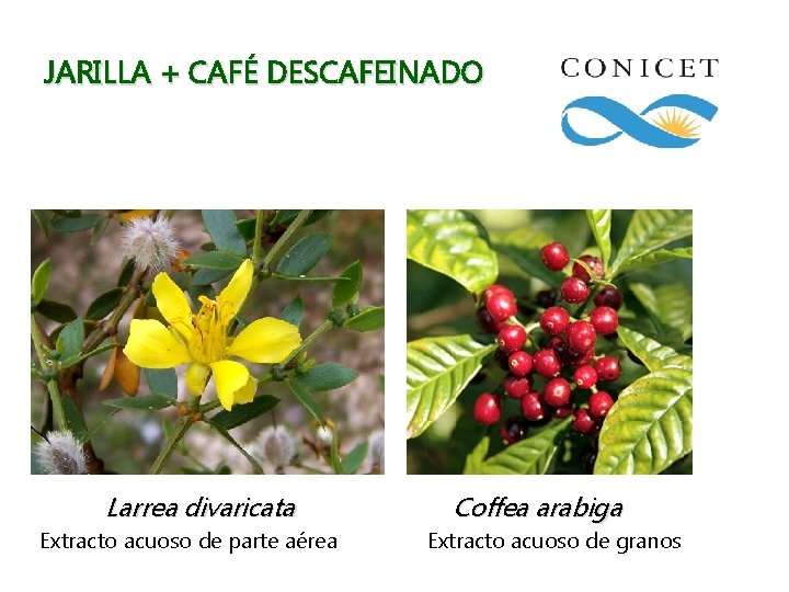 JARILLA + CAFÉ DESCAFEINADO Larrea divaricata Extracto acuoso de parte aérea Coffea arabiga Extracto