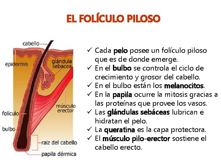 EL FOLÍCULO PILOSO ü Cada pelo posee un folículo piloso que es de donde