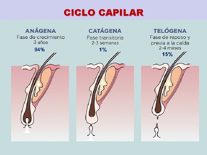 CICLO CAPILAR 84% 1% 15% 