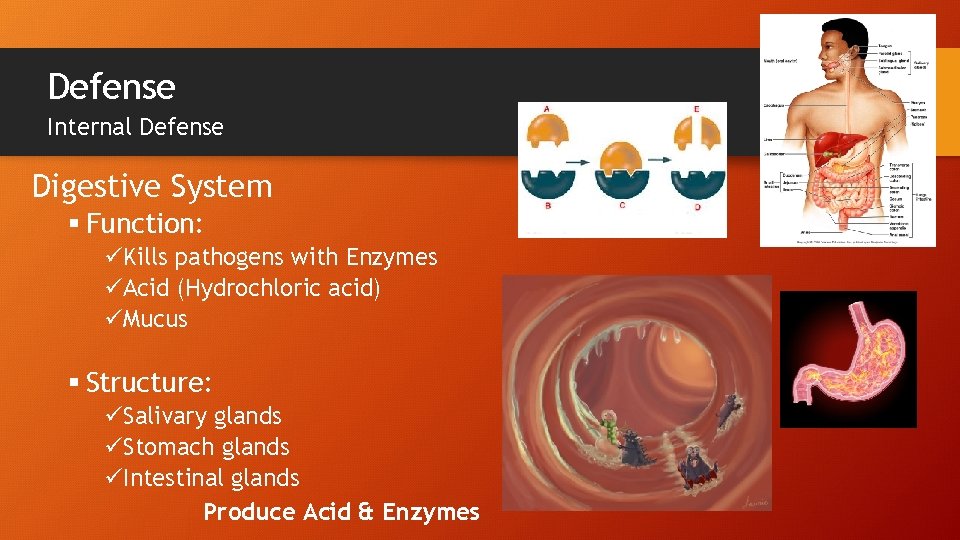 Defense Internal Defense Digestive System § Function: üKills pathogens with Enzymes üAcid (Hydrochloric acid)