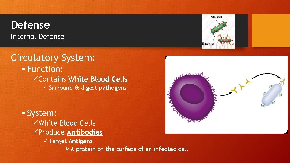 Defense Internal Defense Circulatory System: § Function: üContains White Blood Cells • Surround &