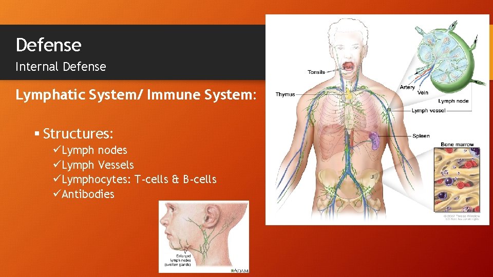 Defense Internal Defense Lymphatic System/ Immune System: § Structures: üLymph nodes üLymph Vessels üLymphocytes: