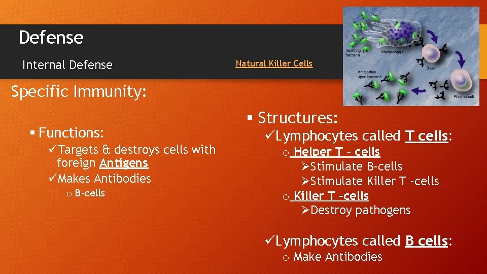 Defense Internal Defense Natural Killer Cells Specific Immunity: § Functions: üTargets & destroys cells