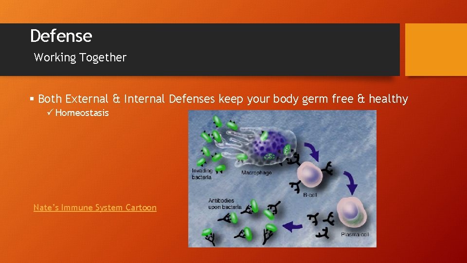 Defense Working Together § Both External & Internal Defenses keep your body germ free