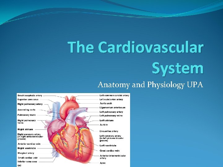 The Cardiovascular System Anatomy and Physiology UPA 