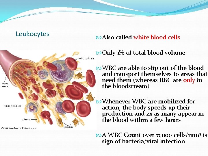 Leukocytes Also called white blood cells Only 1% of total blood volume WBC are