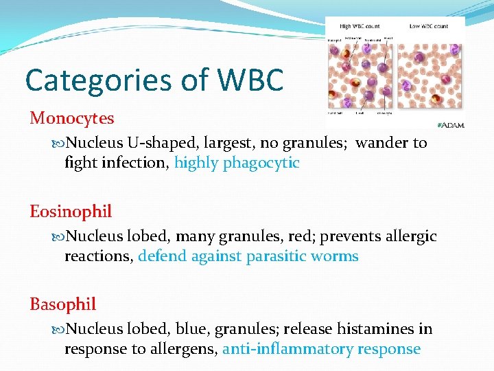 Categories of WBC Monocytes Nucleus U-shaped, largest, no granules; wander to fight infection, highly