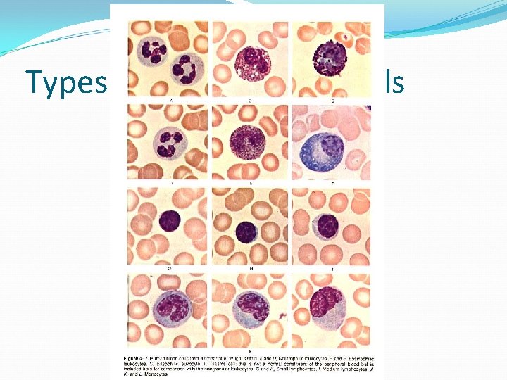 Types of White Blood Cells 