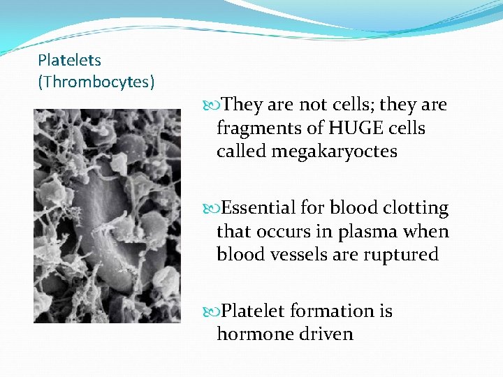 Platelets (Thrombocytes) They are not cells; they are fragments of HUGE cells called megakaryoctes