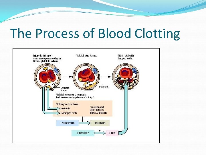 The Process of Blood Clotting 
