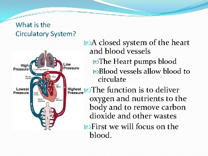What is the Circulatory System? A closed system of the heart and blood vessels