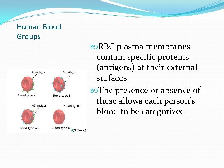 Human Blood Groups RBC plasma membranes contain specific proteins (antigens) at their external surfaces.