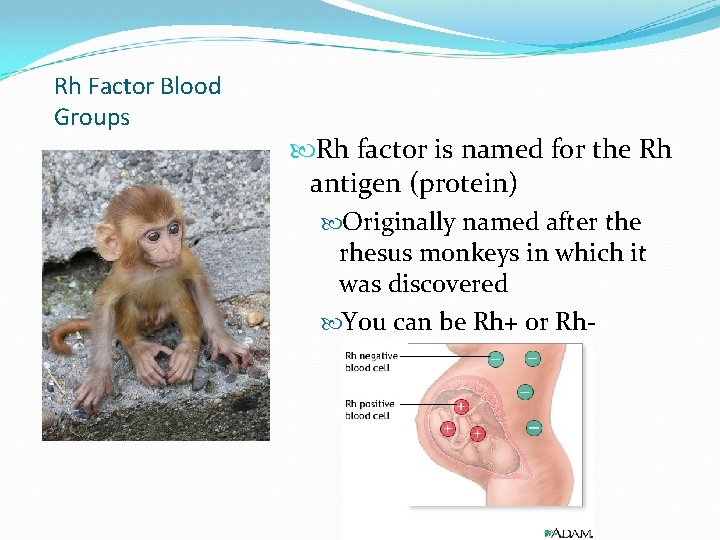 Rh Factor Blood Groups Rh factor is named for the Rh antigen (protein) Originally