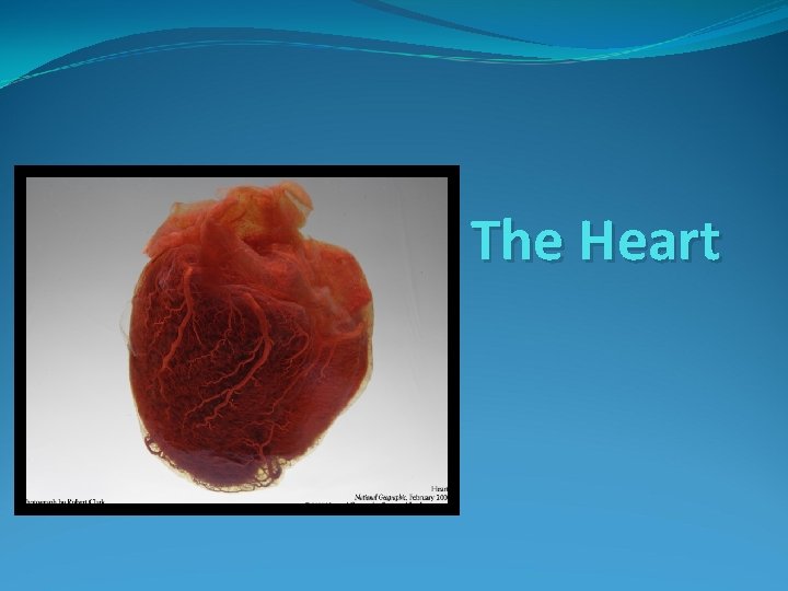 The Heart 