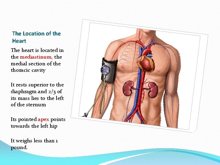 The Location of the Heart The heart is located in the mediastinum, the medial