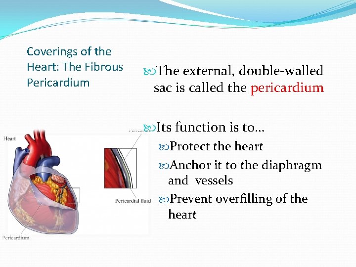 Coverings of the Heart: The Fibrous Pericardium The external, double-walled sac is called the