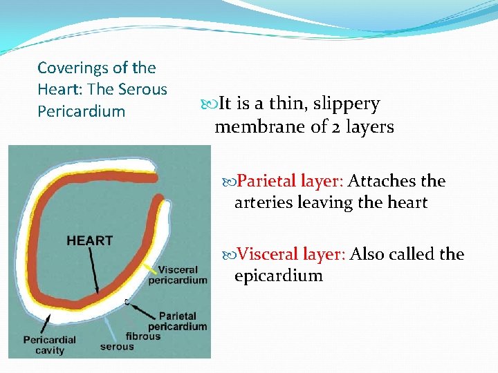 Coverings of the Heart: The Serous Pericardium It is a thin, slippery membrane of