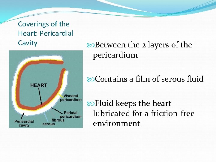 Coverings of the Heart: Pericardial Cavity Between the 2 layers of the pericardium Contains