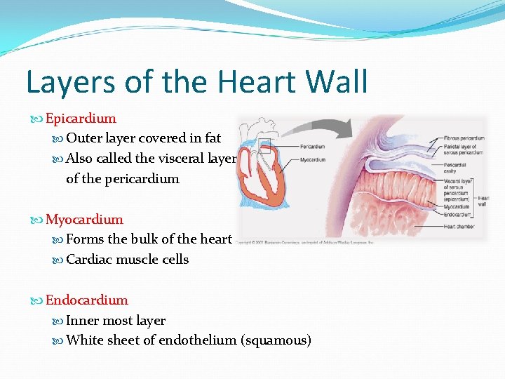 Layers of the Heart Wall Epicardium Outer layer covered in fat Also called the