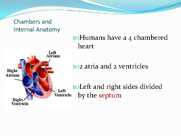 Chambers and Internal Anatomy Humans have a 4 chambered heart 2 atria and 2