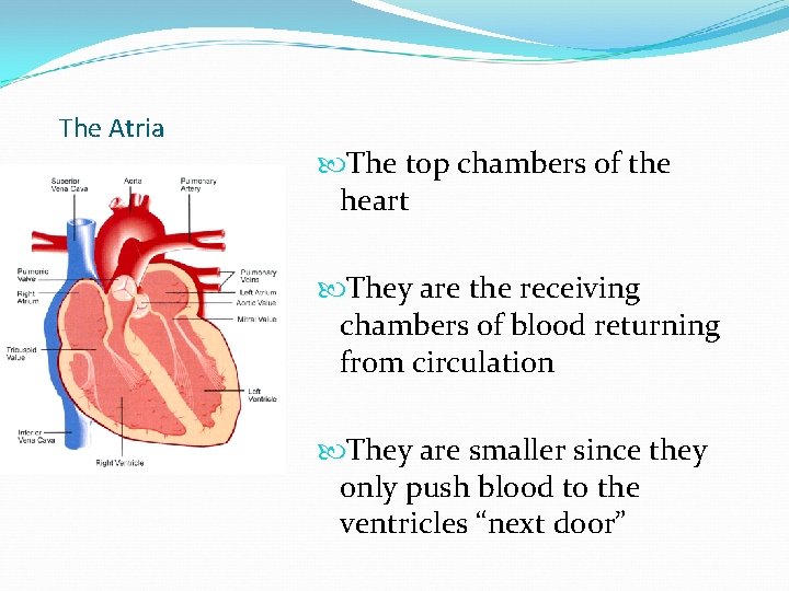 The Atria The top chambers of the heart They are the receiving chambers of