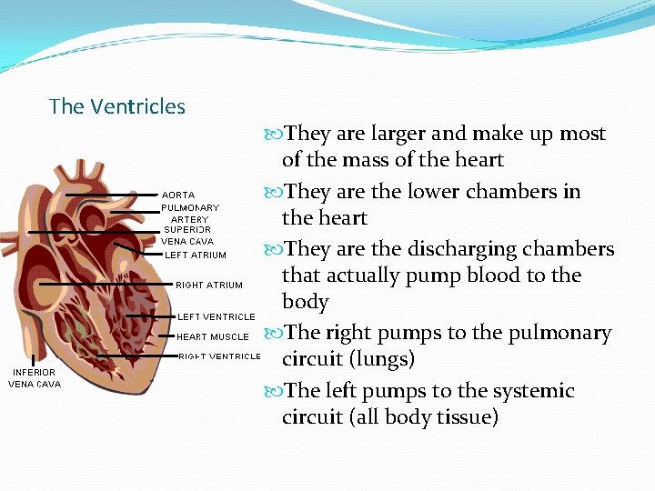 The Ventricles They are larger and make up most of the mass of the