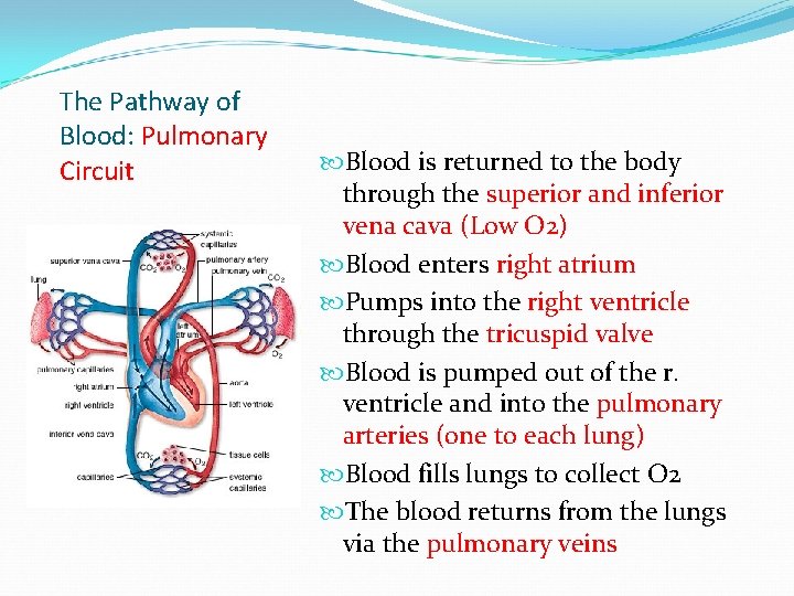 The Pathway of Blood: Pulmonary Circuit Blood is returned to the body through the