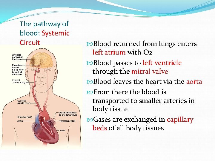 The pathway of blood: Systemic Circuit Blood returned from lungs enters left atrium with