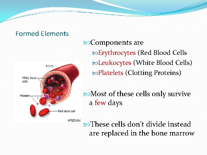 Formed Elements Components are Erythrocytes (Red Blood Cells Leukocytes (White Blood Cells) Platelets (Clotting