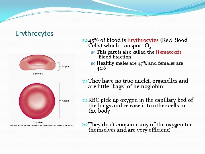 Erythrocytes 45% of blood is Erythrocytes (Red Blood Cells) which transport O 2 This