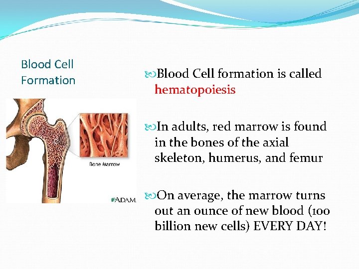 Blood Cell Formation Blood Cell formation is called hematopoiesis In adults, red marrow is