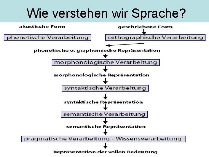 Wie verstehen wir Sprache? 