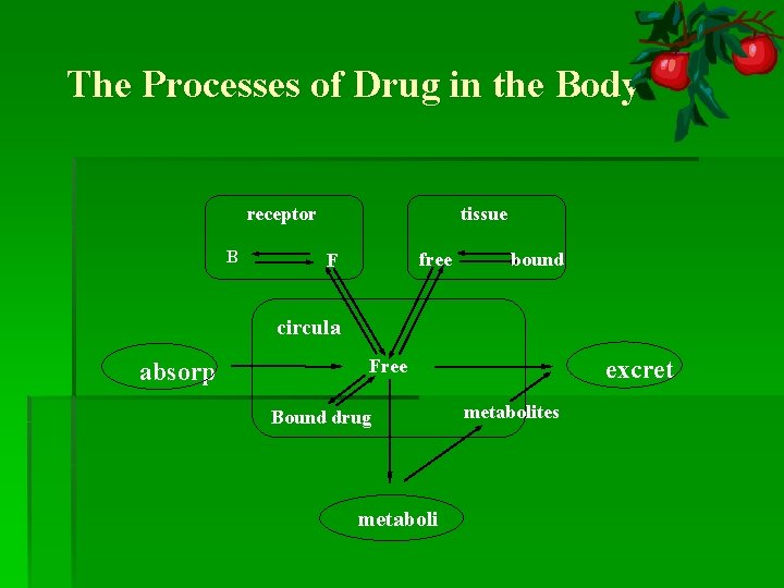 The Processes of Drug in the Body receptor B tissue free F bound circula