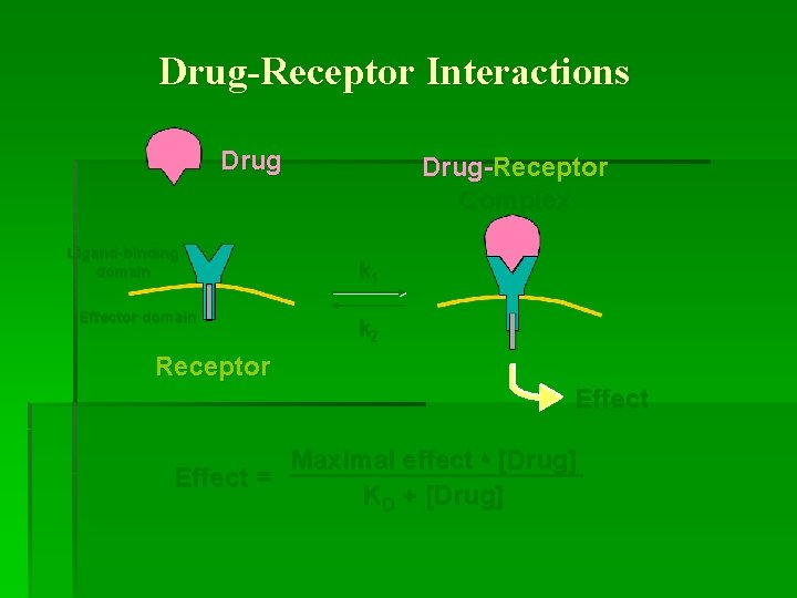 Drug-Receptor Interactions Drug Ligand-binding domain Effector domain Drug-Receptor Complex k 1 k 2 Receptor