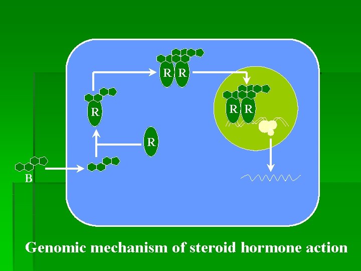 R R R B Genomic mechanism of steroid hormone action 