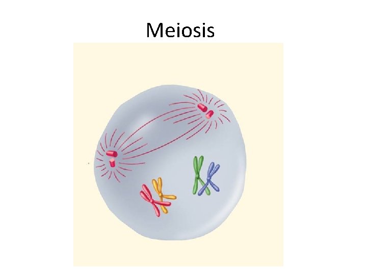 Meiosis 