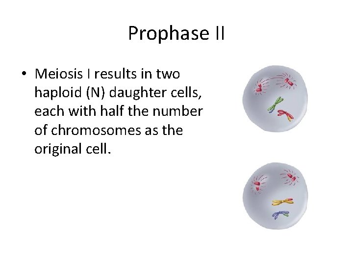 Prophase II • Meiosis I results in two haploid (N) daughter cells, each with