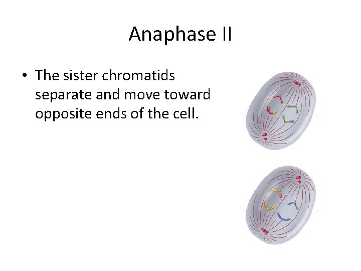Anaphase II • The sister chromatids separate and move toward opposite ends of the