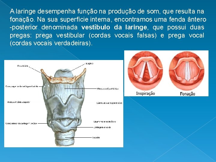 A laringe desempenha função na produção de som, que resulta na fonação. Na superfície
