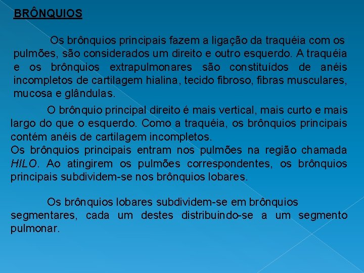 BRÔNQUIOS Os brônquios principais fazem a ligação da traquéia com os pulmões, são considerados