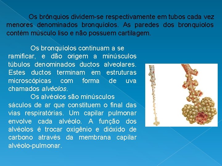 Os brônquios dividem-se respectivamente em tubos cada vez menores denominados bronquíolos. As paredes dos