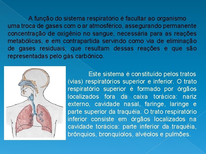 A função do sistema respiratório é facultar ao organismo uma troca de gases com