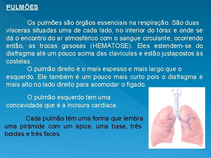 PULMÕES Os pulmões são órgãos essenciais na respiração. São duas vísceras situadas uma de