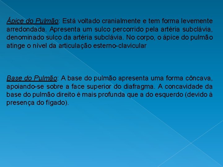 Ápice do Pulmão: Está voltado cranialmente e tem forma levemente arredondada. Apresenta um sulco