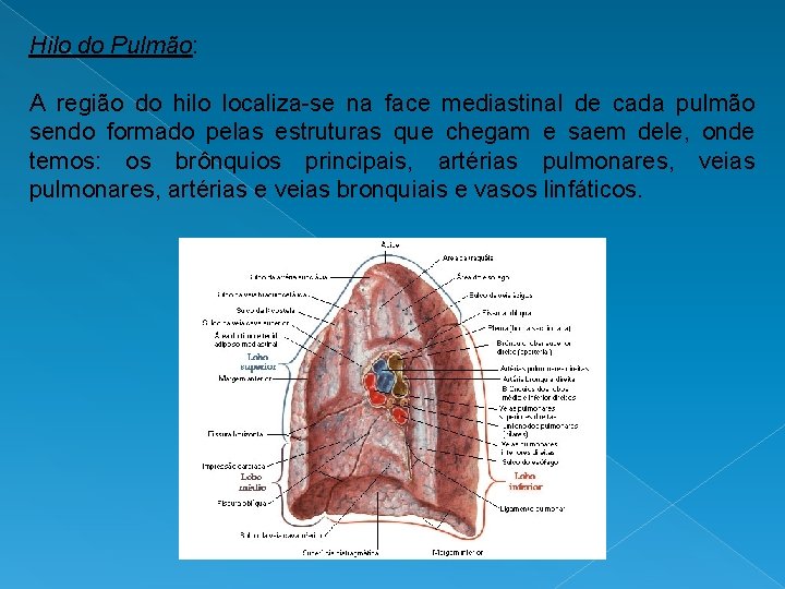 Hilo do Pulmão: A região do hilo localiza-se na face mediastinal de cada pulmão