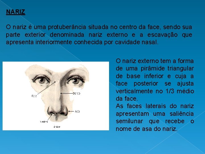 NARIZ O nariz é uma protuberância situada no centro da face, sendo sua parte