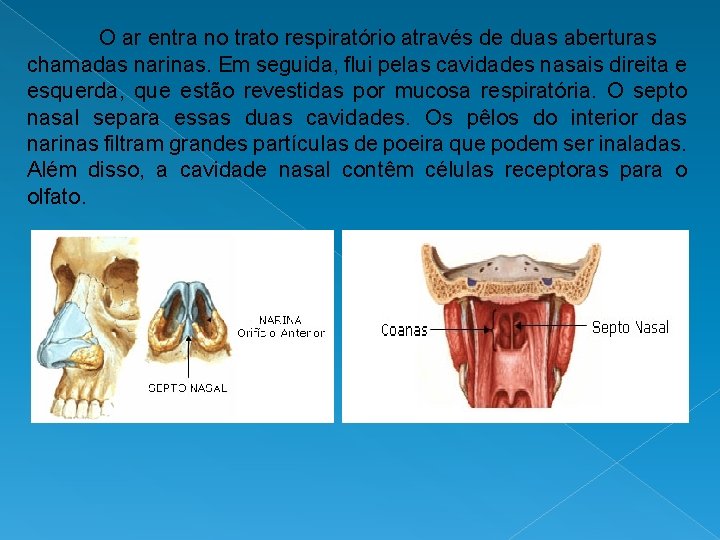 O ar entra no trato respiratório através de duas aberturas chamadas narinas. Em seguida,